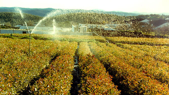 Un campo de cultivo, siendo regado  por un sistema de regadío, Valle del Guadalquivir.