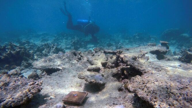 El cambio climático devasta los corales de la Gran Barrera australiana