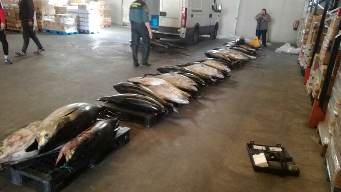 La Guardia Civil trasladó los 30 ejemplares de atunes rojos al Banco de Alimentos.