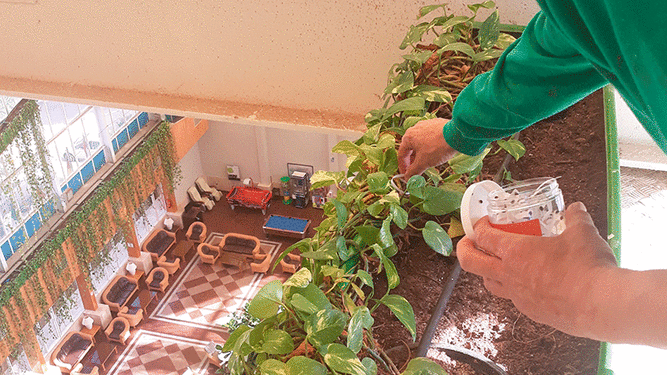 Uno de los trabajadores del equipo de jardinería de Playacapricho Hotel realiza la “siembra” del Criptolemus en los potos de la recepción.