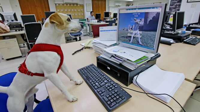 Pipper, el perro turista, en la redacción de 'Diario de Jerez'.