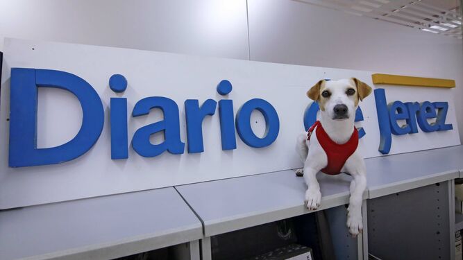 Pipper, el perro turista, durante su visita a 'Diario de Jerez'.