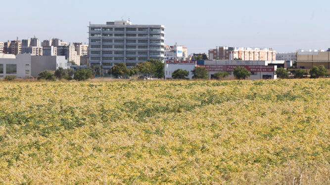 Una parcela con cultivos afectados en la campiña de Jerez por la falta de precipitaciones y la sequedad del presente año hidrológico.