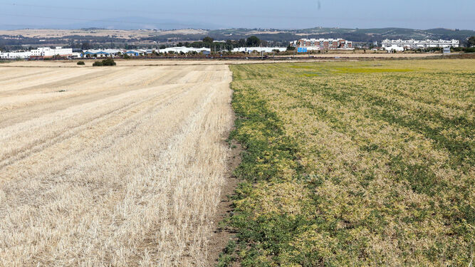 Una parcela afectada por la sequía en la campiña de Jerez.