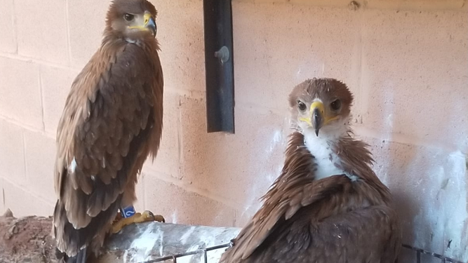 Dos ejemplares de águila imperial ibérica.