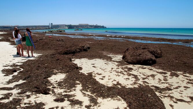 Aspecto de la playa de Tarifa, con la orilla invadida por el alga parda.