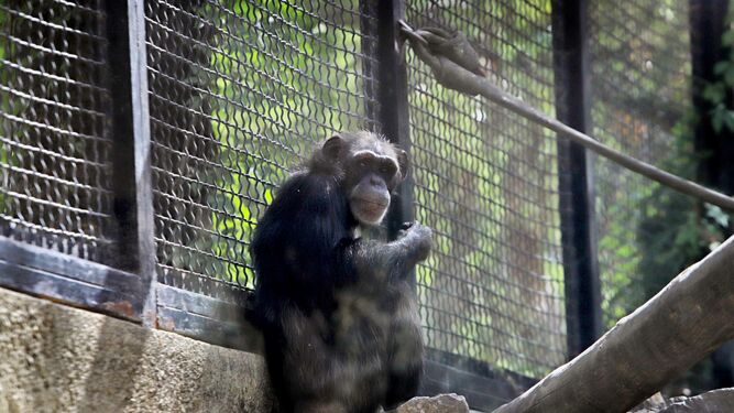 LA CHIMPANC&Eacute; LUL&Uacute;. Requisada a un fot&oacute;grafo por el el Seprona en 1991, Lul&uacute; tiene unos 35 a&ntilde;os. Cuando lleg&oacute; al Zoobot&aacute;nico, no sab&iacute;a relacionarse con otros chimpanc&eacute;s, estaba acostumbrada a vivir entre personas.