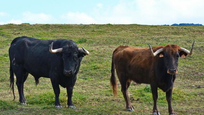 Dos toros en el campo.