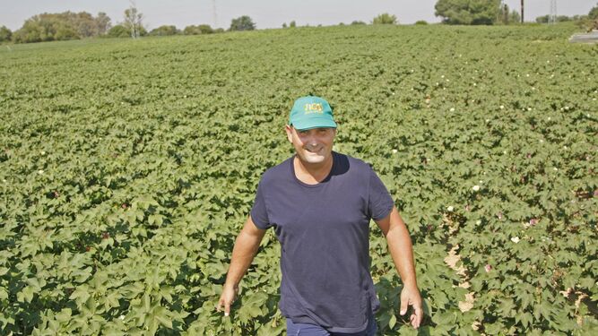 El agricultor Jorge Capel camina por las tierras en las que se puede ver todas las planteras de algodón.