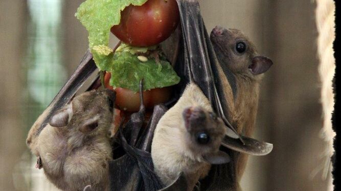El Zoobotánico celebra el próximo viernes ‘La noche de los murciélagos’