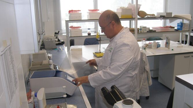 Un investigador del Ifapa realiza trabajos de laboratorio.