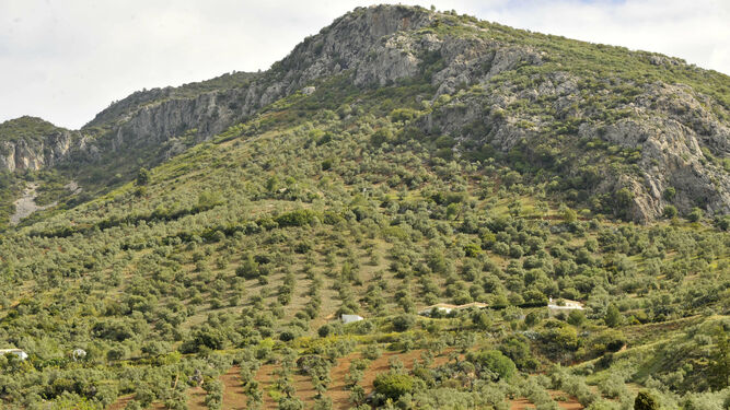 Vista de un olivar de montaña de la Sierra gaditana.