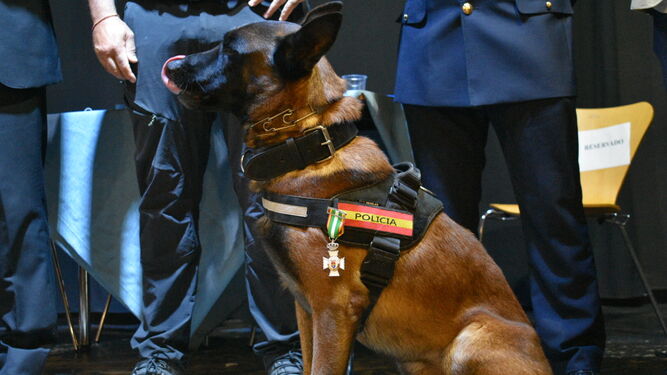 El agente canino Kaos fue condecorado por su trabajo.
