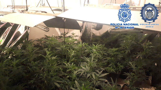 Imagen de la plantación de la marihuana intervenida en la operación policial conjunta