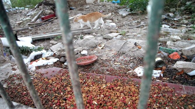 Un gato pasea entre basuras y escombros en el solar de la calle Circo