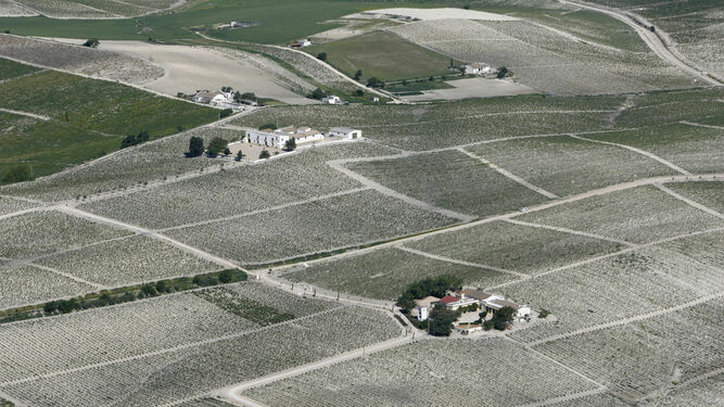 Imagen aérea del viñedo del Marco de Jerez.