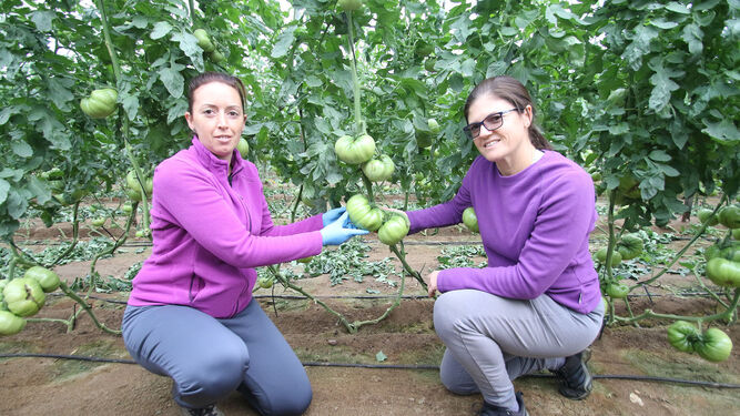 Las agricultoras Alicia y Eva, en la finca familiar que poseen en La Cañada, donde cultivan tomate rosa Barbastro, de la variedad Cándido.