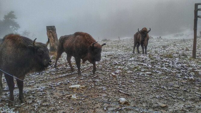 Algunos ejemplares de bisonte.