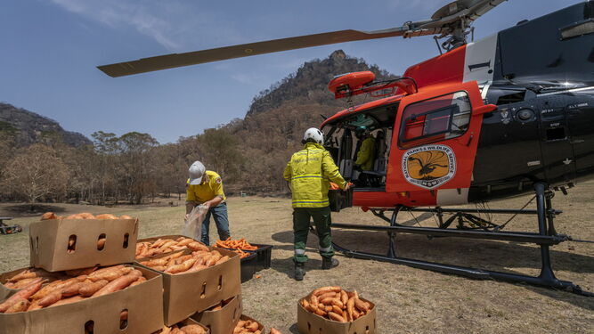 Australia lanza desde helicópteros comida a animales afectados por incendios