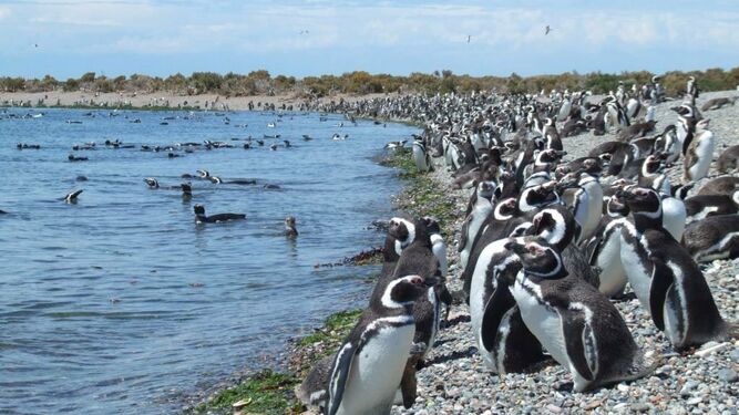 La flota está ahora junto a la Península Valdés, donde hay animales jamás contemplados hasta ahora, como los pingüinos o los lobos marinos.