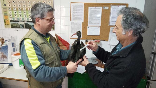 Un ibis eremita es chequeado en el Zoo de Jerez.