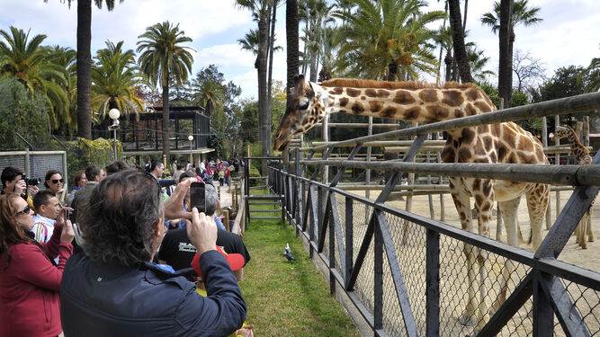 Un amplio grupo de visitantes del Zoobotánico observa de cerca a una jirafa.