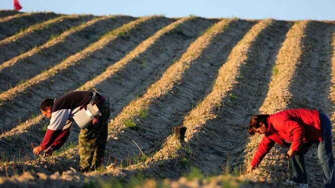 Agricultores recogiendo el espárrago verde.