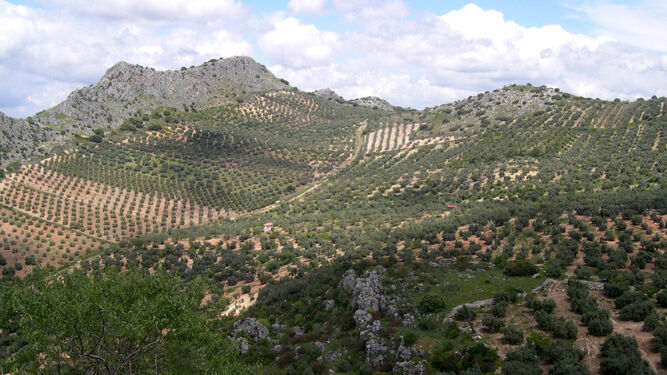 El olivo forma parte del paisaje andaluz, y su polen es la primera causa de alergia en la región.
