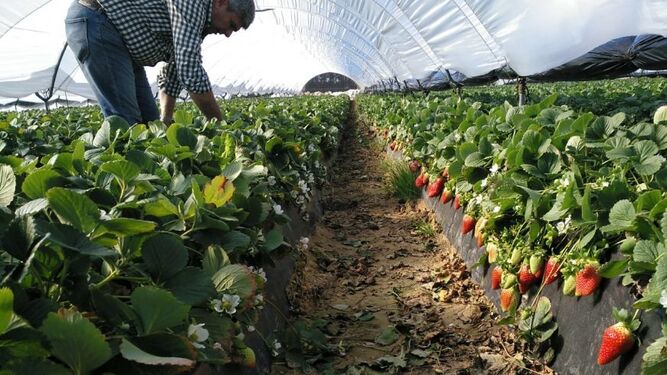 Aplicación de Ecoculture en cultivo de fresas
