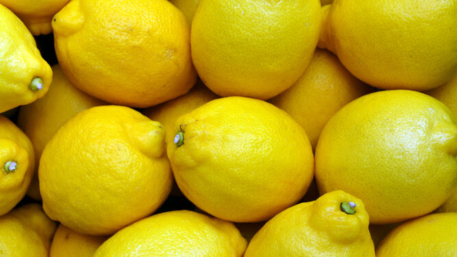 Limones de la variedad Verna
