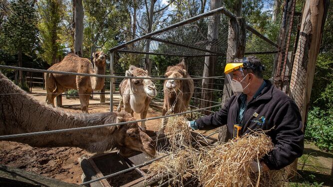 Mariano Cuadrado, biólogo conservador, da de comer a unos camellos que se encuentran en el Zoobotánico.