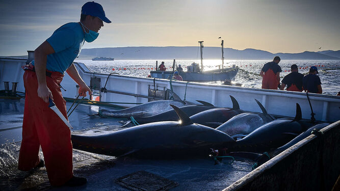 Ejemplares de atunes recien pescados aguardan para ser  transportados a tierra.