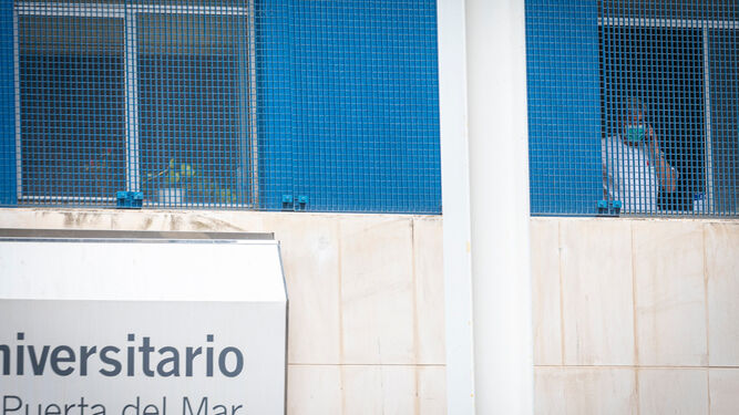 Un profesional asomado a una de las ventanas del Hospital Puerta del Mar.
