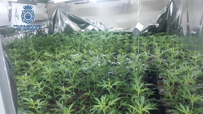 Imagen de la instalación con la plantación de marihuana intervenida en San Mateo