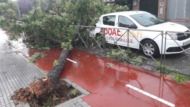 El viento derribó este árbol en la avenida Medina Sidonia cayendo sobre un vehículo estacionado en la vía