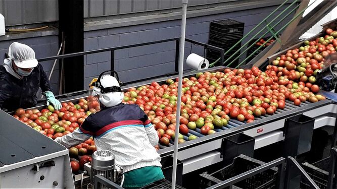 Dos empleadas de Las Virtudes trabajan en la central de manipulación de la cooperativa en el proceso de selección de los tomates antes de su envasado.