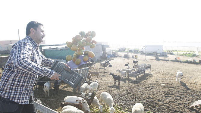 Imagen de archivo de un agricultor andaluz tira tomates al ganado en una protesta por los bajos precios de los productos del campo.