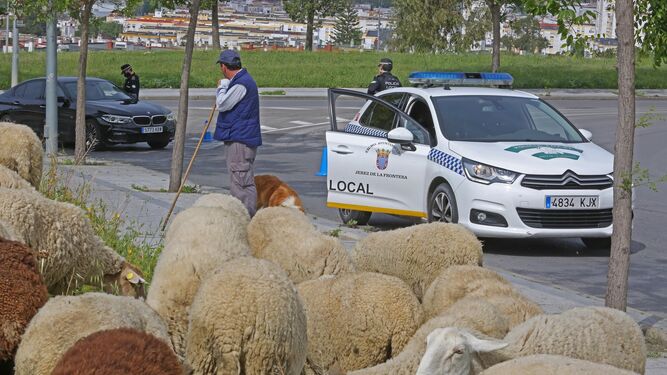 Un pastor con un rebajo de ovejas junto a un control de la Policía en Jerez.