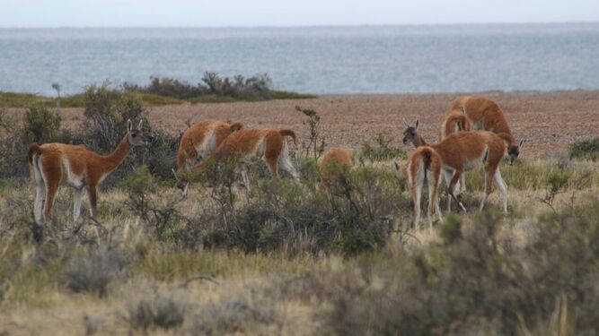 Los guanacos constituyen una de las especies animales tan características de la Patagonia.