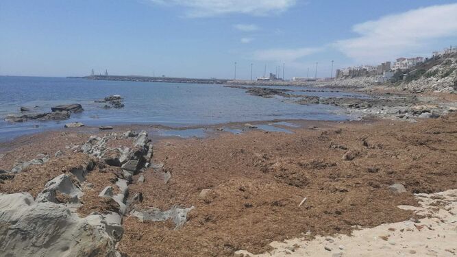 Restos del alga asiática en la orilla de La Caleta en Tarifa.