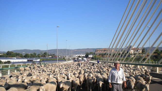 Paso de las ovejas por el Puente de Andalucía.