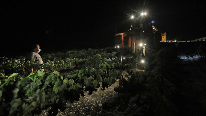Recolección de la uva, anoche en el Pago Macharnudo de Fundador.
