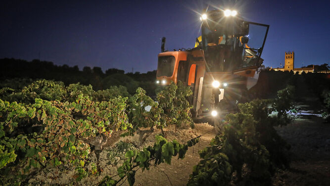 Imagen de la recolección de uva mecanizada en el viñedo del pago de Macharnudo de Bodegas Fundador.
