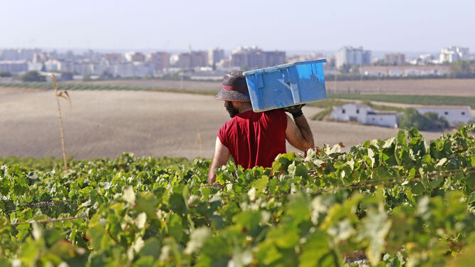 Un vendimiador con una caja de uva en la Viña El Corregidor y con Jerez al fondo.