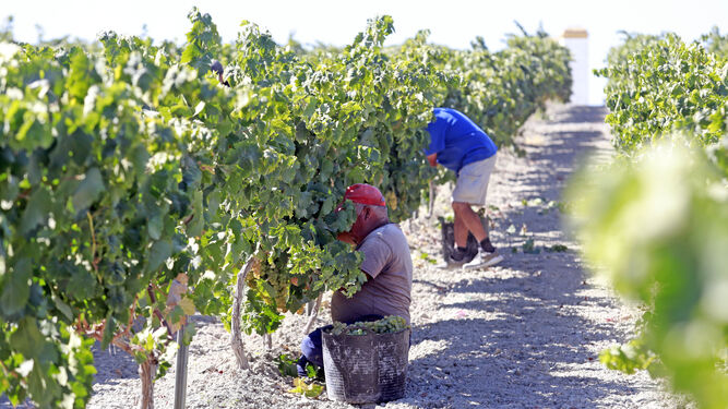 Vendimiadores en plena faena de la corta de la uva en la viña San Cayetano.