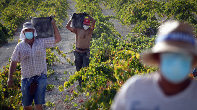 Vendimiadores con mascarilla guardan la distancia social en el transporte de la uva.