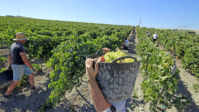 Imagen de la vendimia en una viña del Marco de Jerez.
