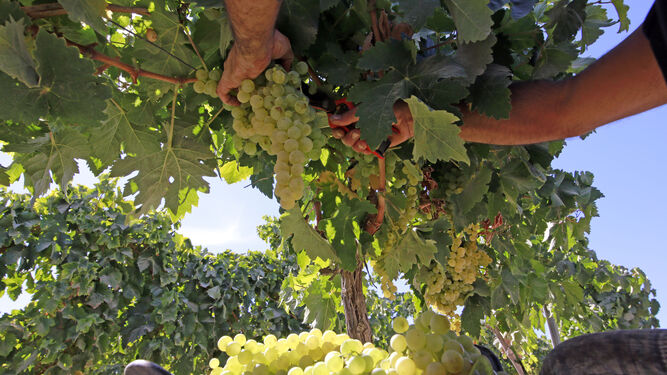 Corta de la uva en una viña del Marco durante la vendimia de la presente campaña.