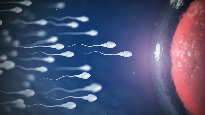 Cómo afecta el Covid a los espermatozoides