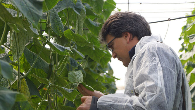 El investigador de Agrobío Enric Vila observa la alimentación con presa en pepino, muestra de la sostenibilidad en los invernaderos en los que se utiliza control biológico